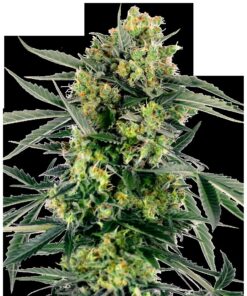 Blue Berry Skittlez Auto — Sensi Seeds