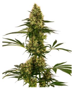 Blue Bullet Auto — Sensi Seeds