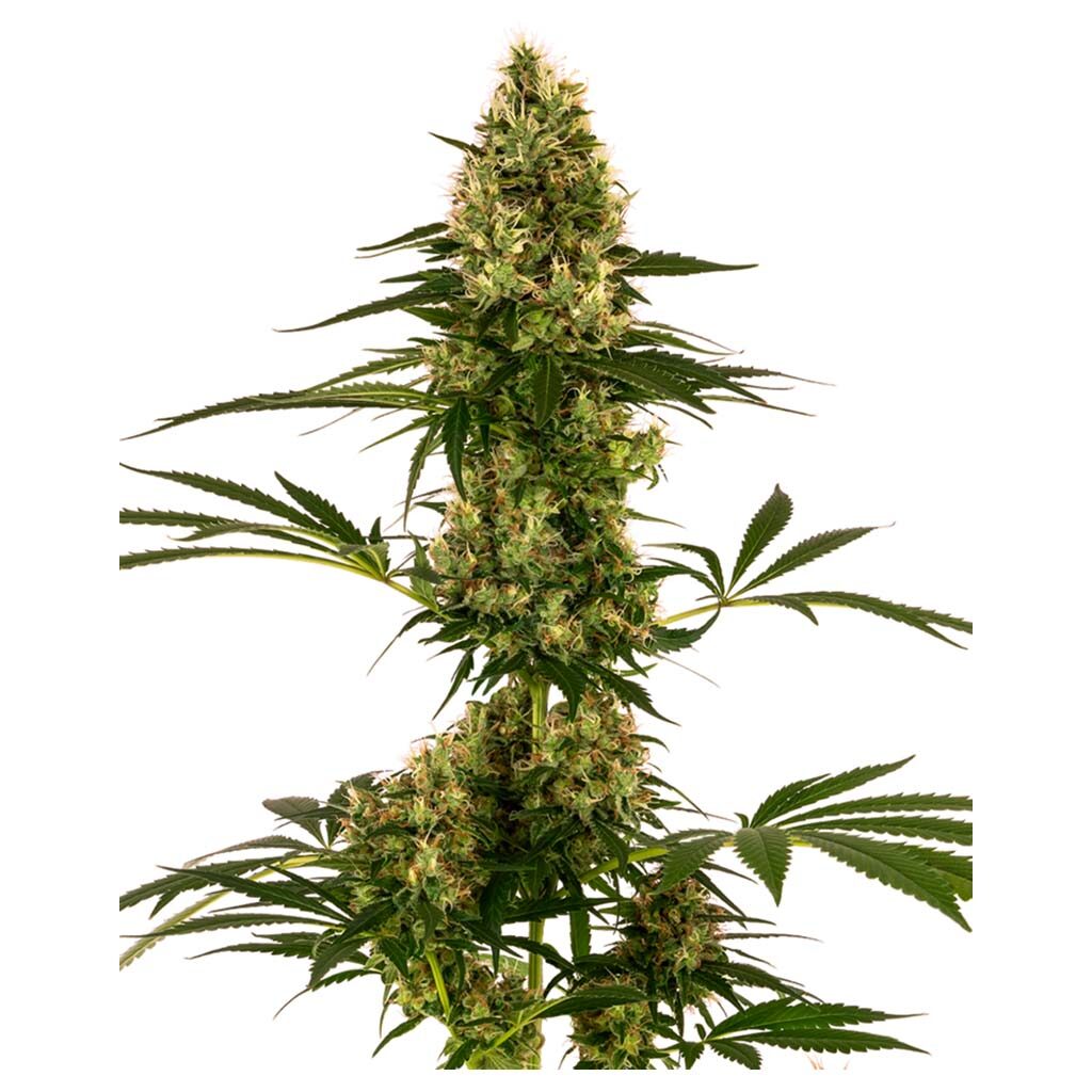 Blue Bullet Auto — Sensi Seeds