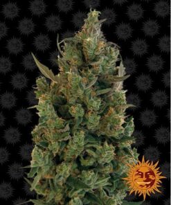 Blue Cheese Fem — Barney's Farm