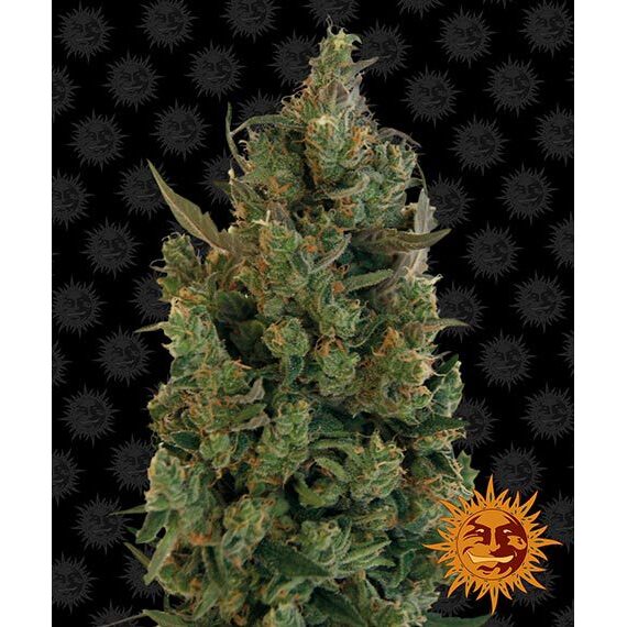 Blue Cheese Fem — Barney's Farm