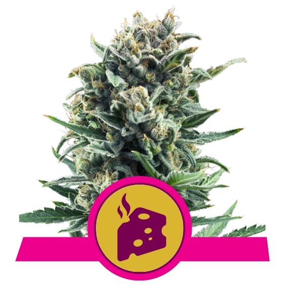 Blue Cheese Fem — Royal Queen