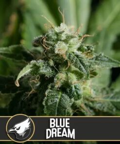 Blue Dream Fem — Blimburn Seeds