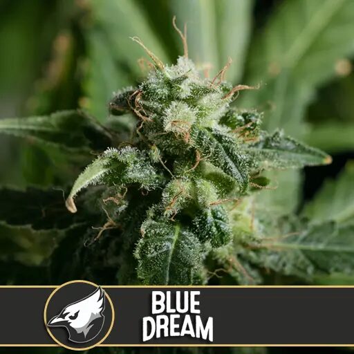 Blue Dream Fem — Blimburn Seeds