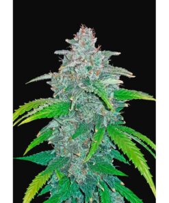 Blue Dream Matic Auto — FastBuds Seeds