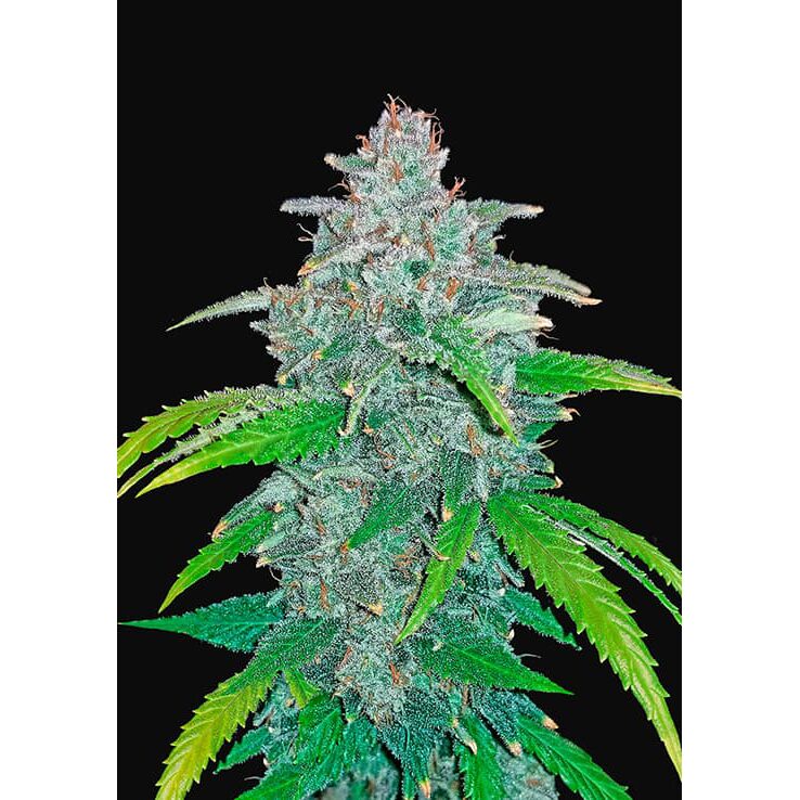Blue Dream Matic Auto — FastBuds Seeds