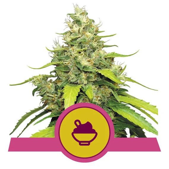 Blue Gelato USA Premium Fem — Royal Queen
