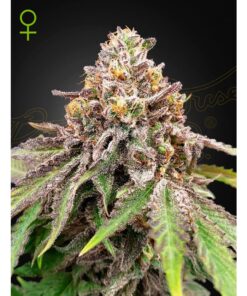 Blue Haze x Gelato #41 Auto — Green House