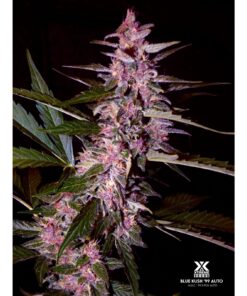 Blue Kush '99 Auto — Xtreme Seeds