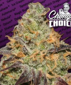 Blue Kush Berry Fem — Paradise Seeds