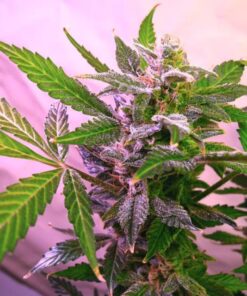 Blue Mystic Fem — Nirvana