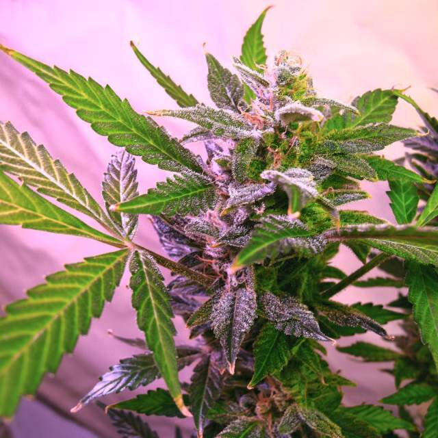 Blue Mystic Fem — Nirvana