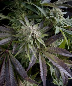 Blue Pyramid — Pyramid Seeds