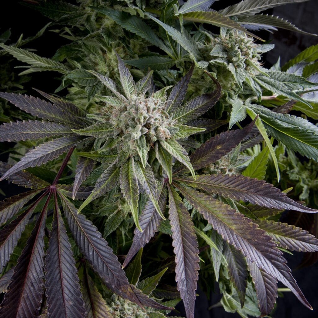 Blue Pyramid — Pyramid Seeds
