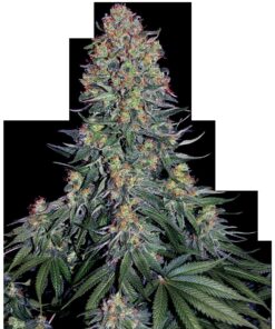 Blue Skunk Fem — Sensi Seeds