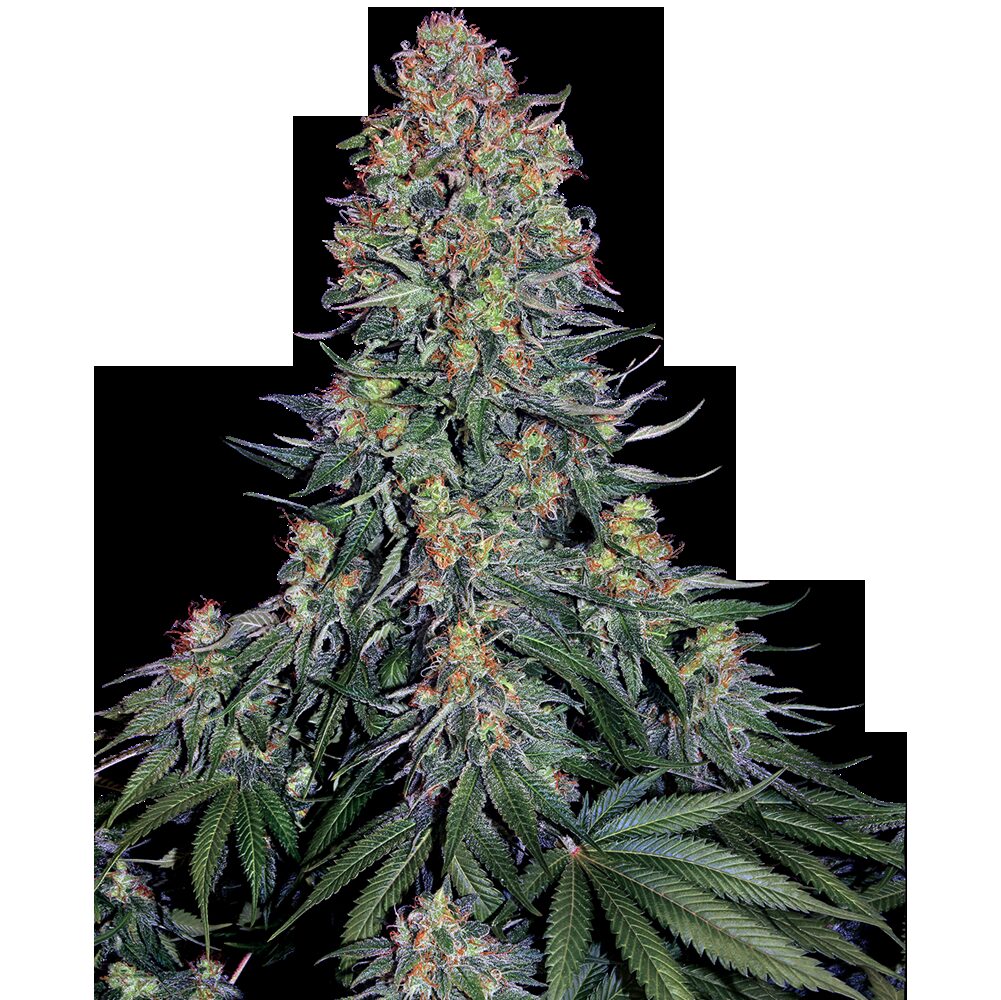 Blue Skunk Fem — Sensi Seeds