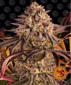 Blue Sunset Sherbert — Barney's Farm