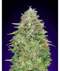 Blueberry — 00 Seeds