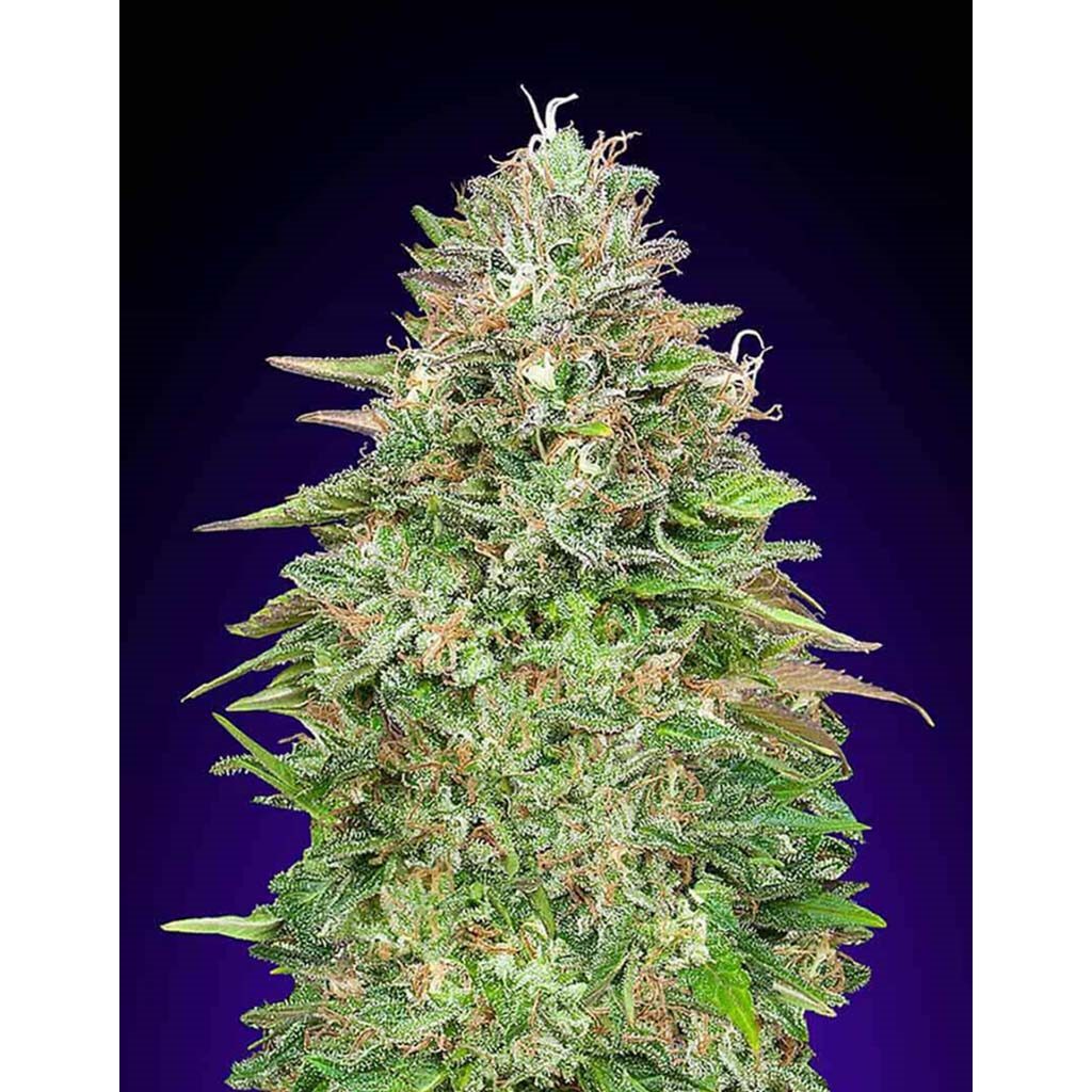 Blueberry — 00 Seeds