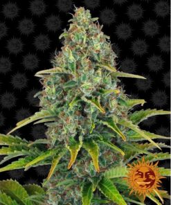 Blueberry Cheese Auto — Barney's Farm