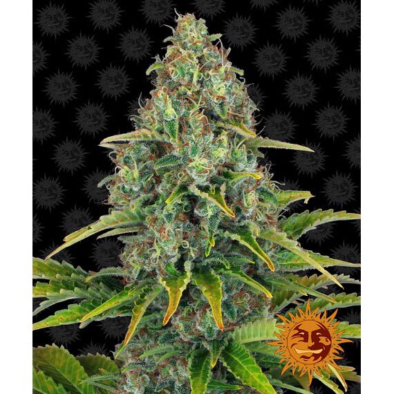 Blueberry Cheese Auto — Barney's Farm