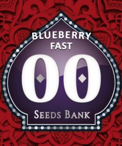 Blueberry Fast — 00 Seeds