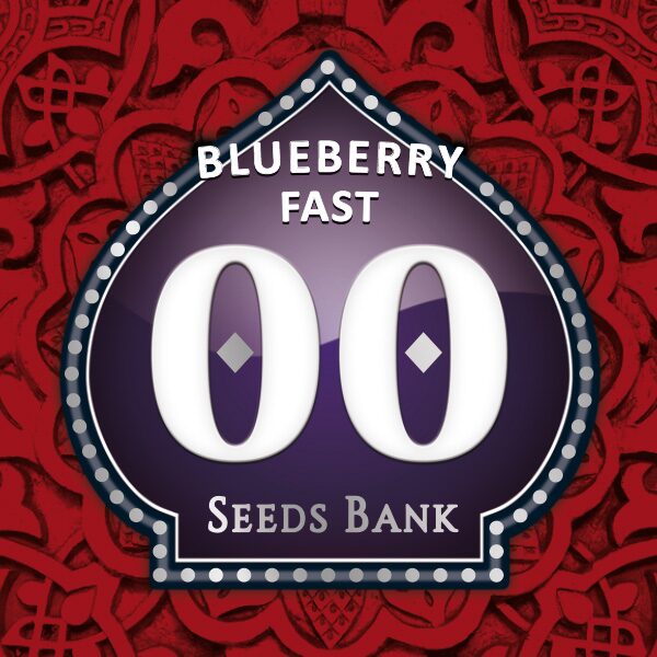 Blueberry Fast — 00 Seeds