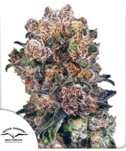 Blueberry Fem — Dutch Passion