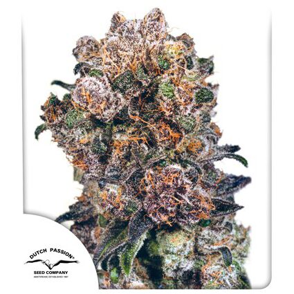Blueberry Fem — Dutch Passion