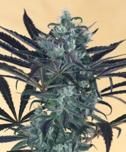 Blueberry Headband Fem — Humboldt Seeds Organization