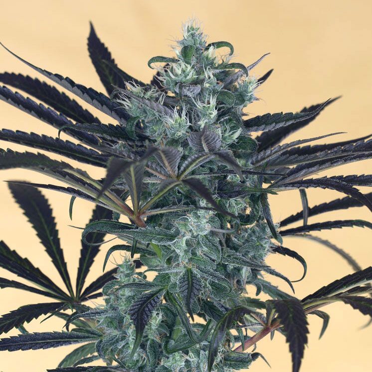Blueberry Headband Fem — Humboldt Seeds Organization