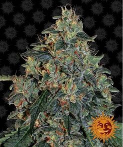 Blueberry OG Fem — Barney's Farm
