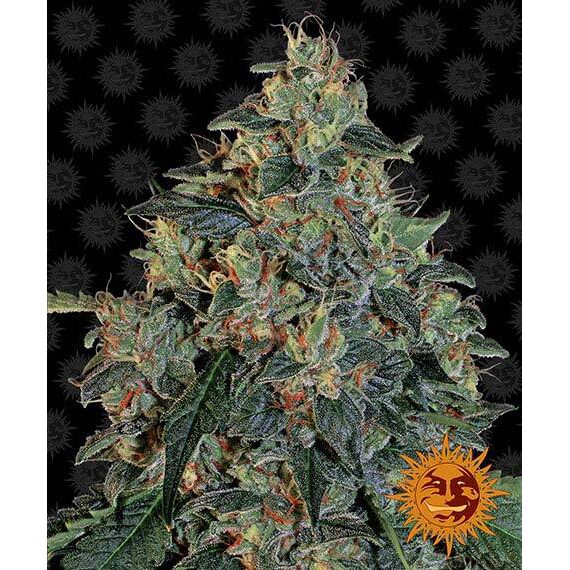 Blueberry OG Fem — Barney's Farm