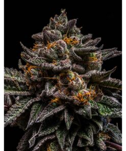 Brain Cake Fem. — Ripper Seeds