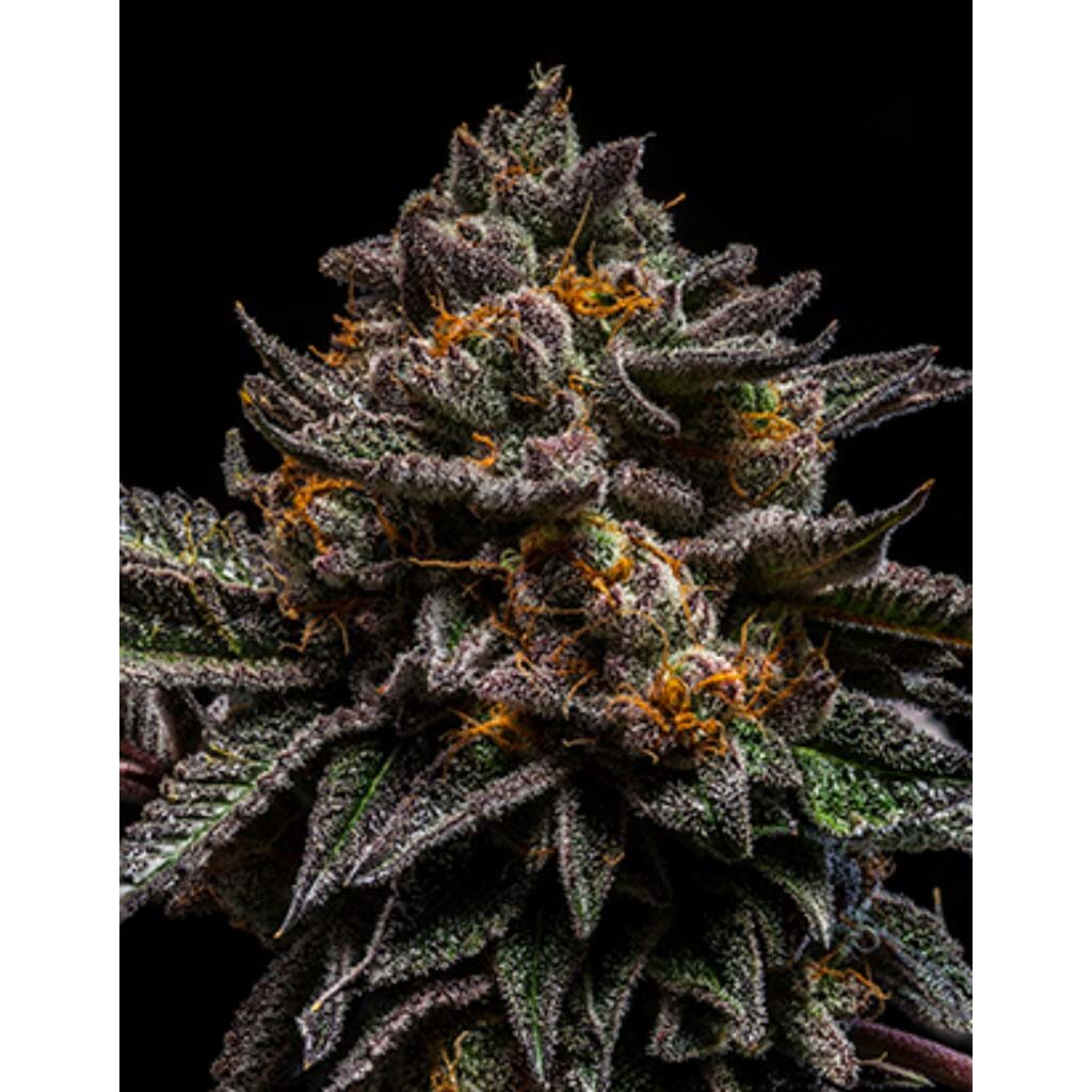 Brain Cake Fem. — Ripper Seeds