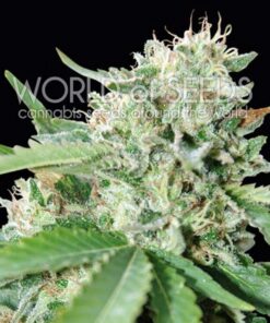 Brazil Amazonia Fem. — World of Seed
