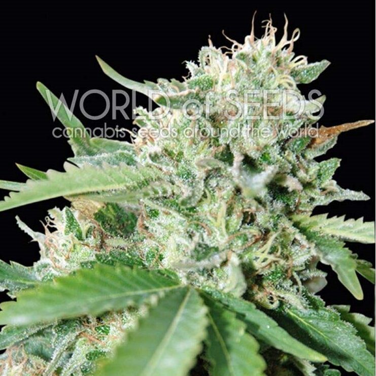Brazil Amazonia Fem. — World of Seed