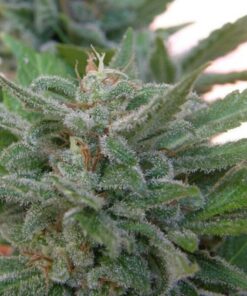 Brooklyn Mango Fem. — Dr Underground