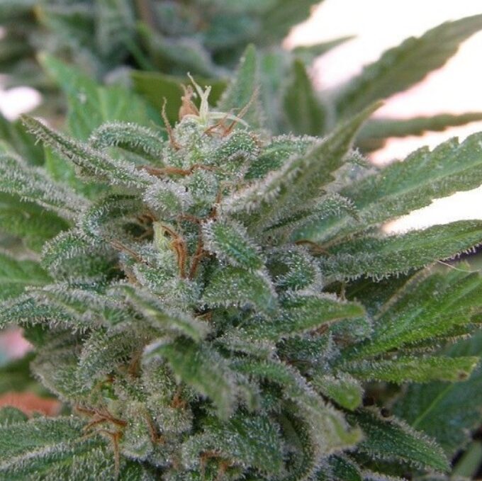 Brooklyn Mango Fem. — Dr Underground Brooklyn Mango Fem. — Dr Underground