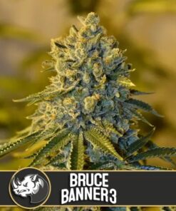 Bruce Banner #3 Fem — Blimburn Seeds
