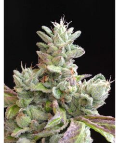 Bubba Cookies — Mamiko