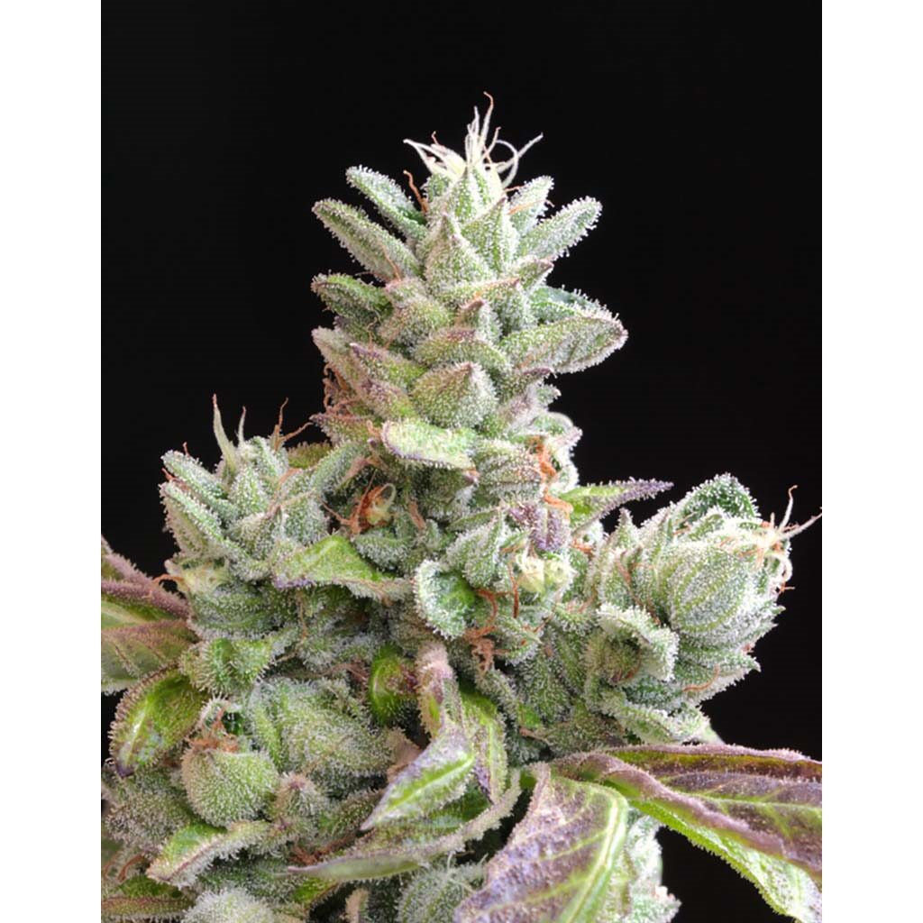 Bubba Cookies — Mamiko