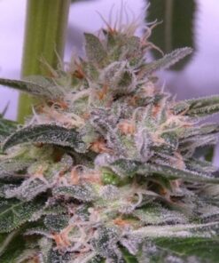 Bubba Hash Fem — Ace Seeds