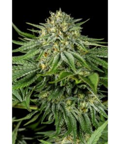 Bubba Kush CBD Fem — Dinafem