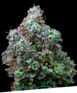 Bubba Kush Fem — Exclusive Seeds