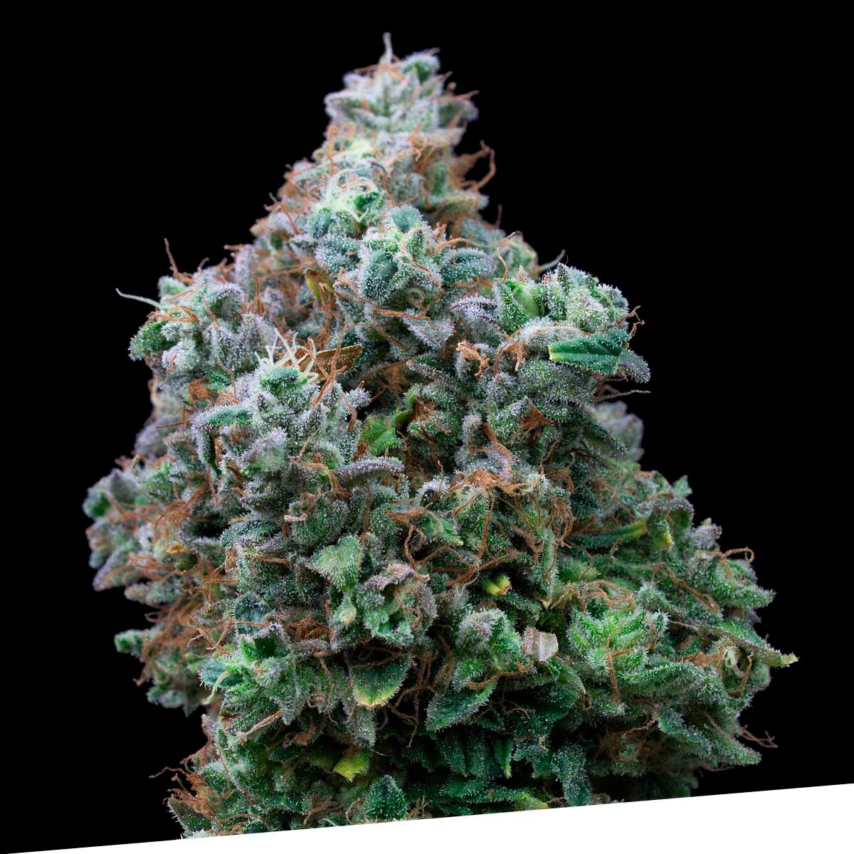 Bubba Kush Fem — Exclusive Seeds
