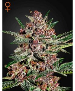 Bubba Kush Fem — Green House