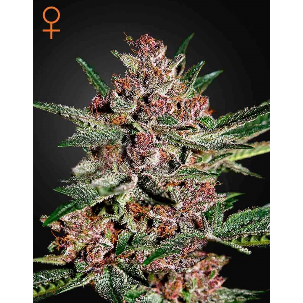 Bubba Kush Fem — Green House