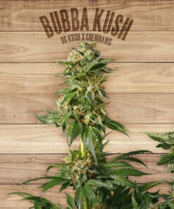 Bubba Kush — The Plant