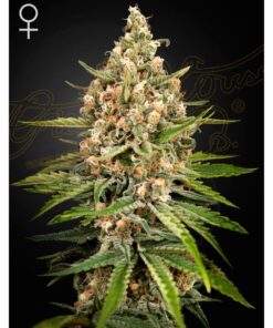 Bubba Slush Fem. — Green House